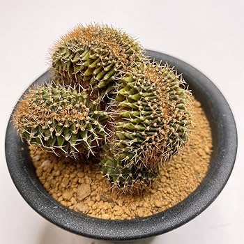 アリウム　知多２本 Amazon.co.jp: LB2178綴化！ビッグサイズ！多肉植物 サボテン